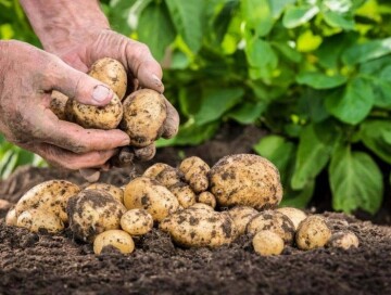 В Азербайджане выведены новые сорта картофеля и помидоров